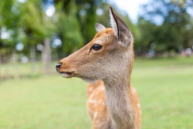 Cerf sauvage mignon