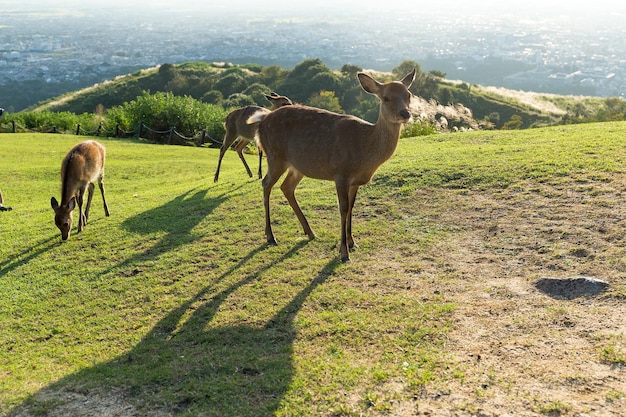 cerf sauvage