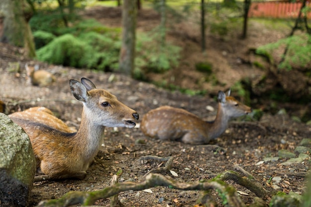 Cerf se reposant au parc