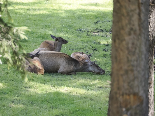 Cerf se reposant dans la forêt