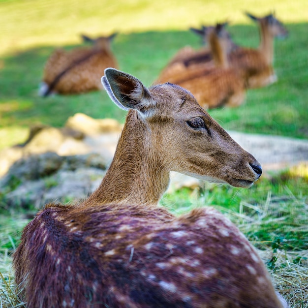 Cerf se reposant dans l'herbe avec un autre groupe de petits cerfs en arrière-plan.