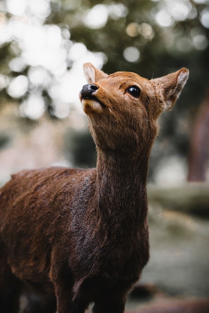 Cerf sika dans le parc de Nara, Japon