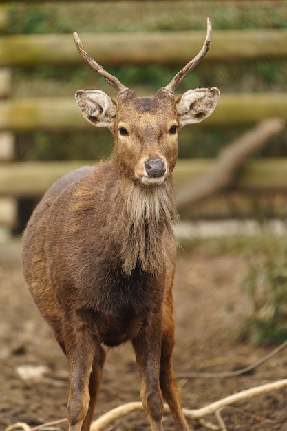 Cerf Sika d'Indochine