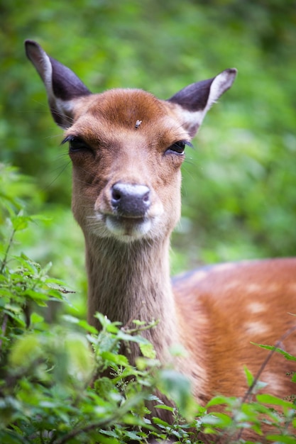 Cerf sika lat Cervus nippon biche