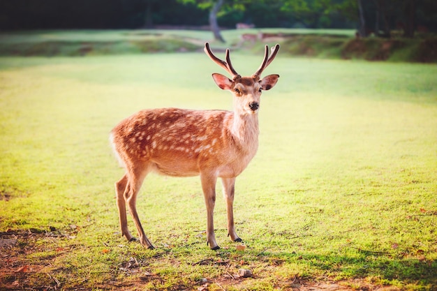 Cerf Sika Sacré Au Parc De Nara Le Matin