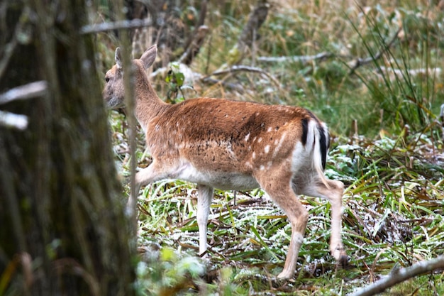 Le cerf sika se promène dans la neige fraîche