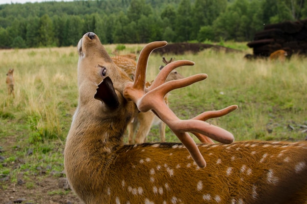 Le cerf sika se promène dans la réserve en été Tourisme en Russie Voyage nature