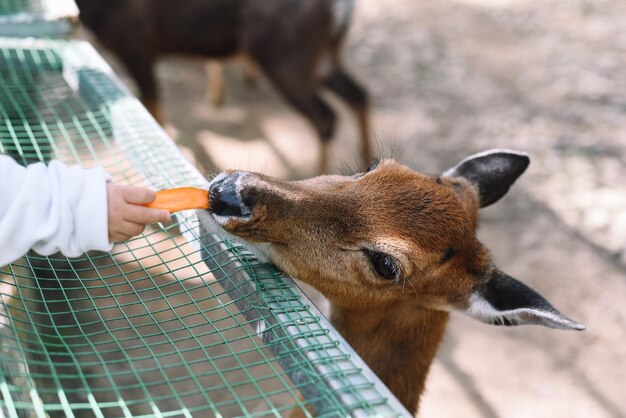 Cerf sika vietnamien (Cervus nippon pseudaxis) également connu sous le nom de cerf sika indochinois mangeant de la carotte