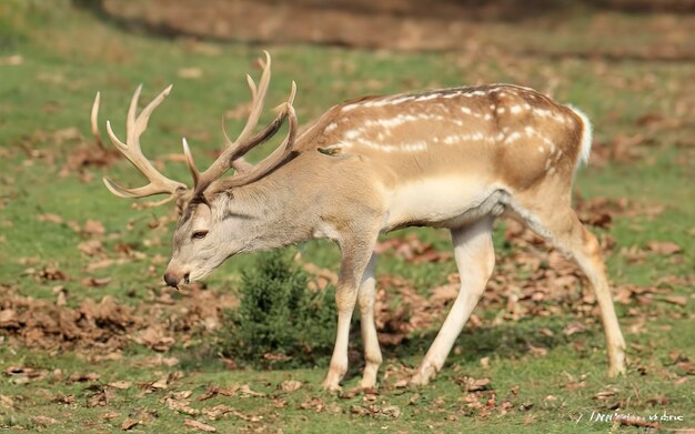 Le cerf en stade