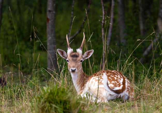 Un cerf tacheté avec des cornes au repos se trouve dans la forêt dans l'herbe dans un parc safari