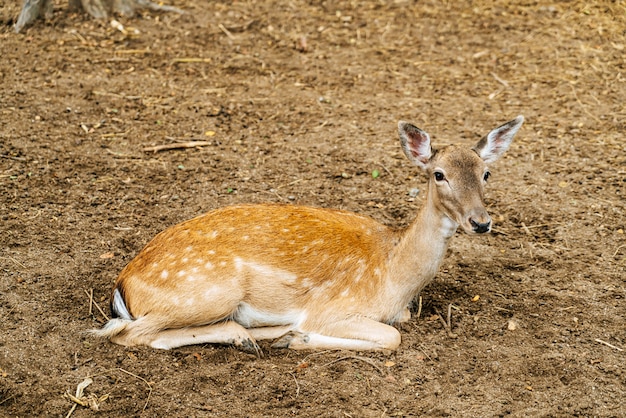 Cerf tacheté dans le parc