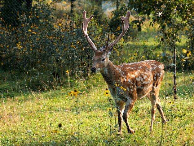 Cerf tacheté dans le pré dans les bois.