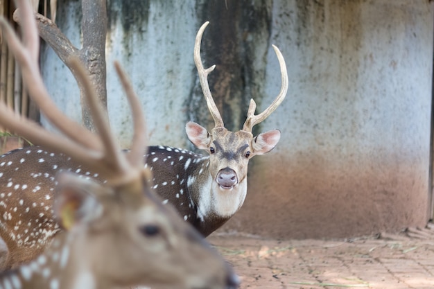 cerf tacheté dans un zoo