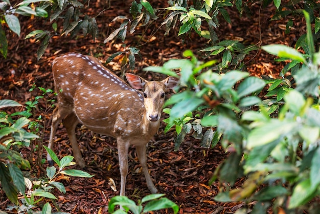 Cerf tacheté sur la route