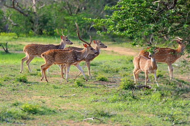 Cerf tacheté sauvage dans le parc national de Yala