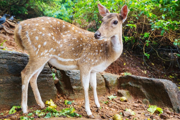 Cerf Tacheté