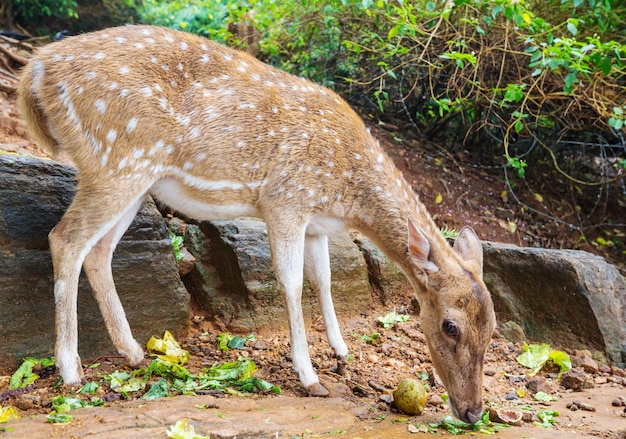 Cerf tacheté