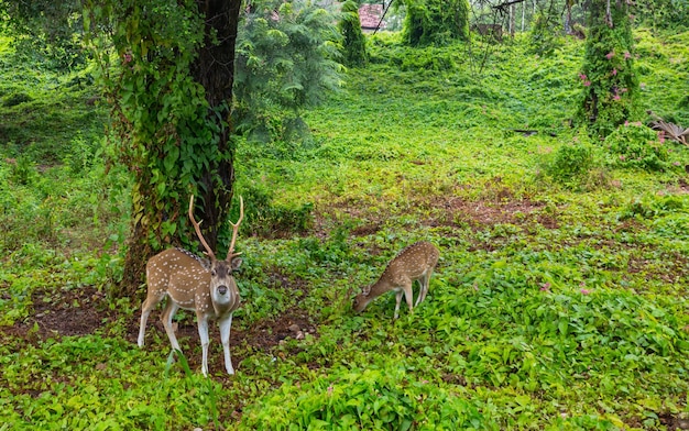 Cerf tacheté