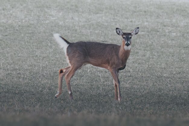 cerf de Virginie dans un champ