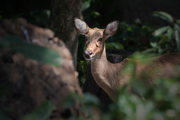 Cerf de Virginie dans la forêt