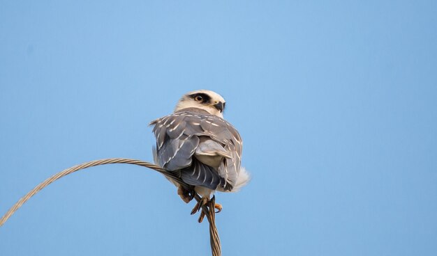 Cerf-volant à épaulettes sur fils électriques avec ciel bleu