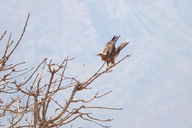 Cerf-volant noir atterrissant sur un arbre avec fond de ciel