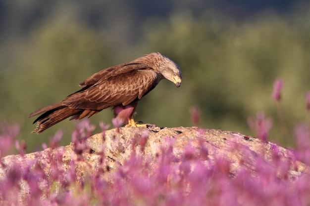 Cerf-volant noir sur un rocher aux premières lueurs du jour