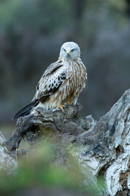 Cerf-volant rouge dans une forêt de pins et de chênes avec la dernière lumière du jour