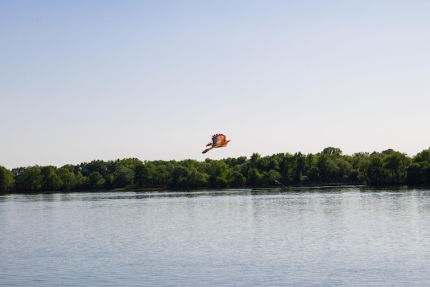 Cerf-volant volant dans le ciel au-dessus d'une rivière