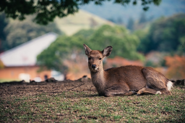 Cerfs et animaux dans le parc de Nara, Kyoto, Japon