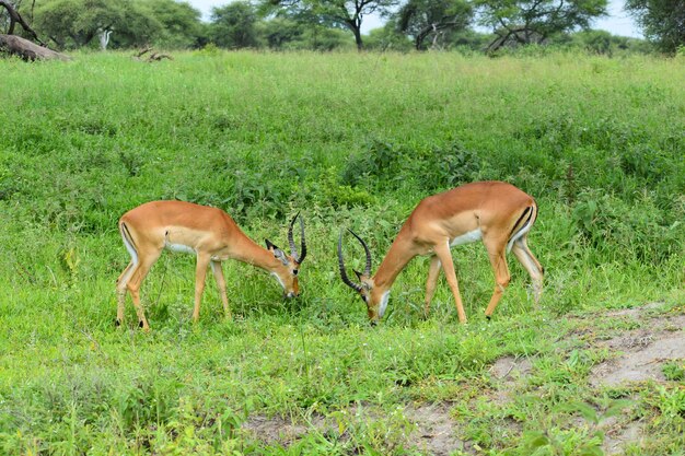 cerfs et antilopes sauvages dans la réserve nationale d'afrique avec protection des animaux des cerfs sauvages