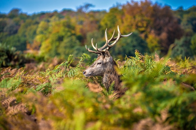 Photo des cerfs au milieu des plantes sur le champ