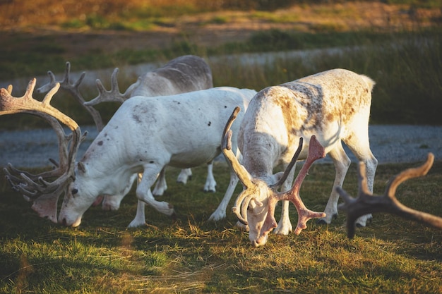 Cerfs broutant dans un pré en Laponie Norvège faune