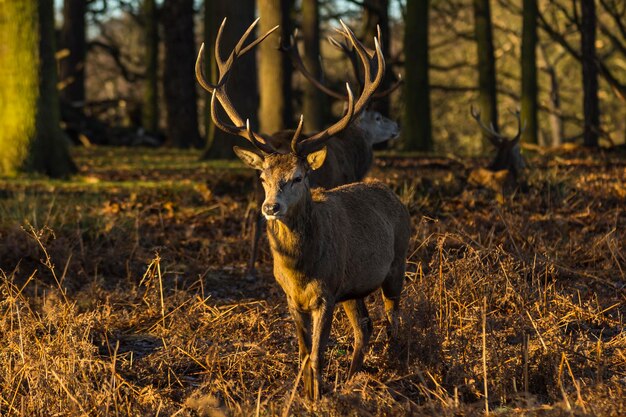 Photo des cerfs sur le champ dans la forêt