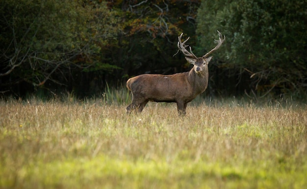 Des cerfs sur un champ herbeux contre des arbres
