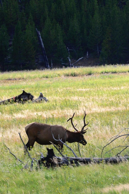 Photo des cerfs sur un champ herbeux contre des arbres