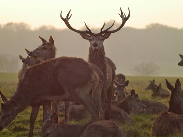 Des cerfs sur le champ par temps brumeux