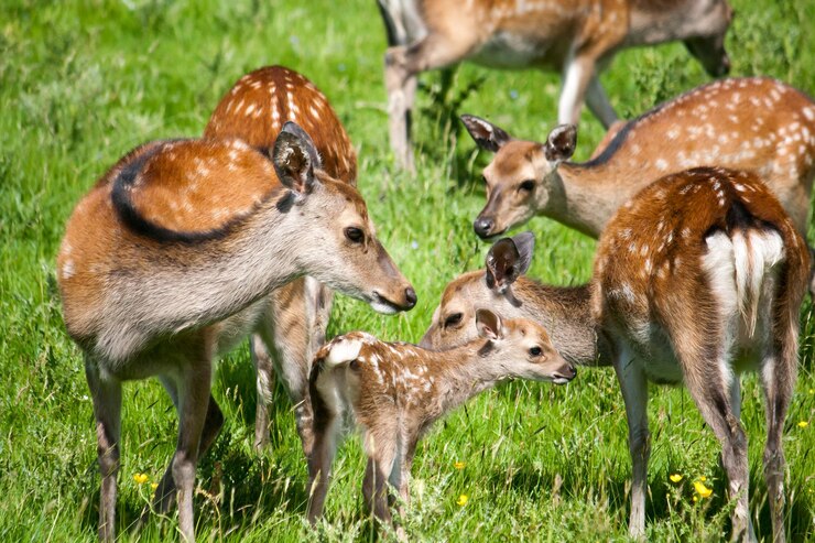 Photo des cerfs sur le champ