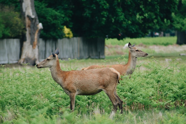 Des cerfs sur le champ