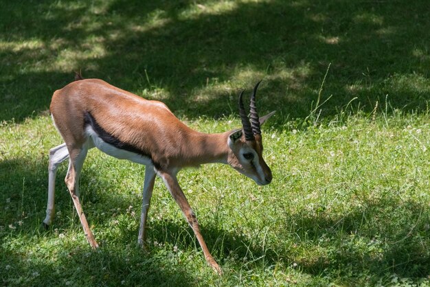 Photo des cerfs sur le champ