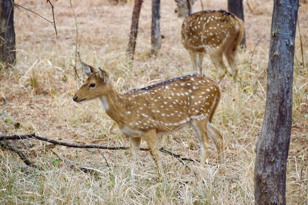 Photo des cerfs sur le champ