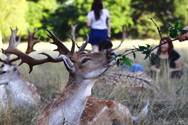 Photo des cerfs sur un champ