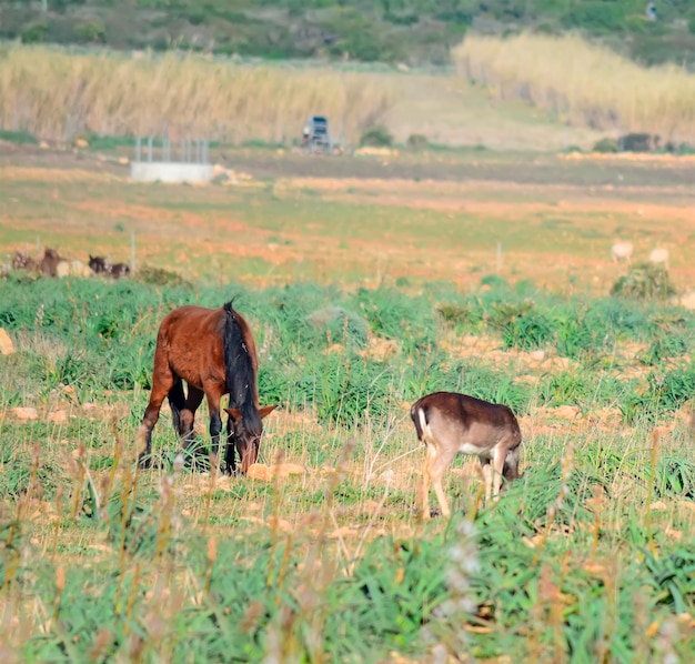 Cerfs et chevaux broutant dans un parc