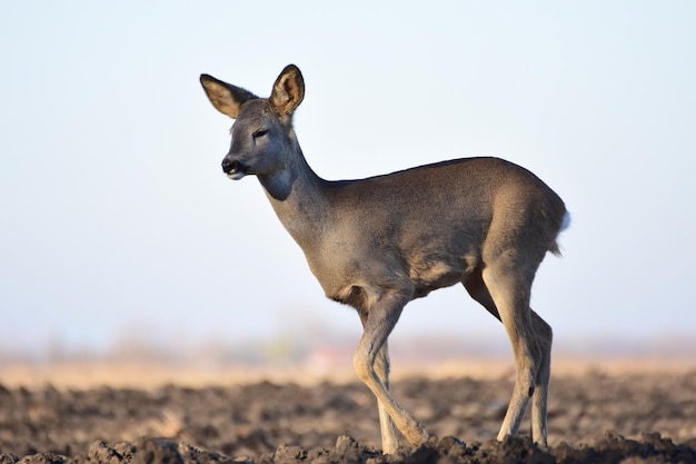 Des cerfs contre un ciel dégagé