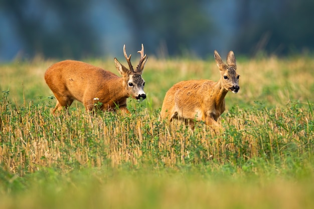 Cerfs courant sur un champ