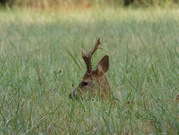 Des cerfs dans un champ