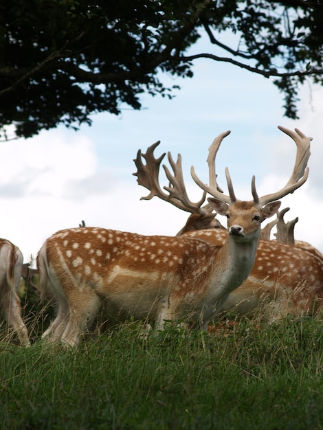 Photo des cerfs dans un champ