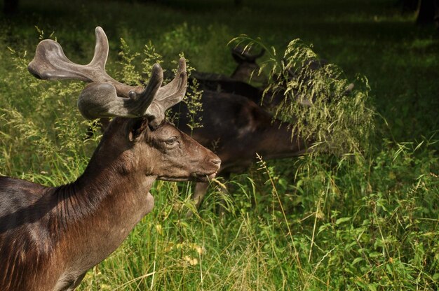 Photo des cerfs dans un champ