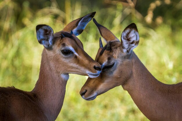 Photo des cerfs dans un champ