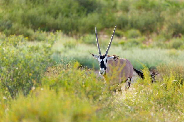 Photo des cerfs dans un champ